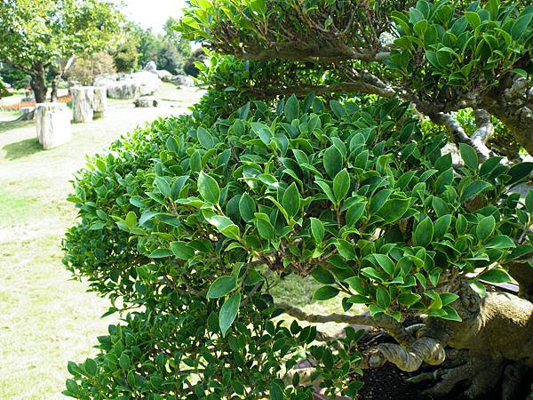 DSCF9399.JPG DSCF9399.JPG