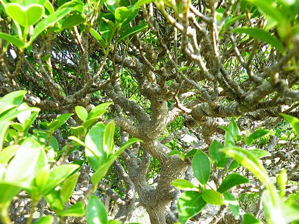 DSCF9403.JPG DSCF9403.JPG