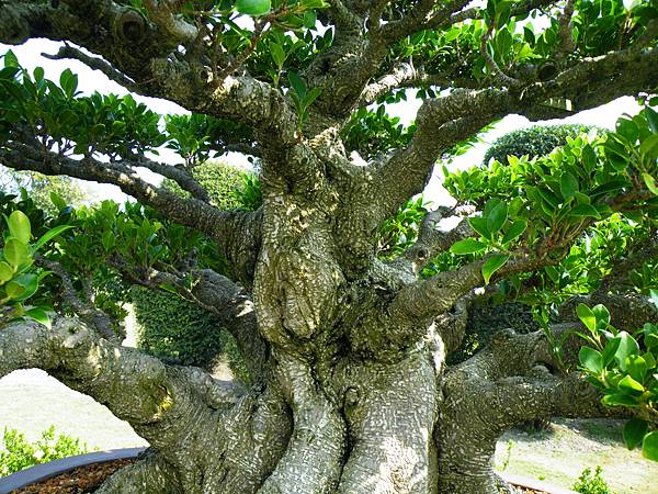 DSCF9412.JPG DSCF9412.JPG