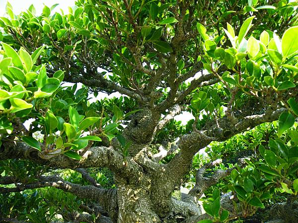 DSCF9413.JPG DSCF9413.JPG