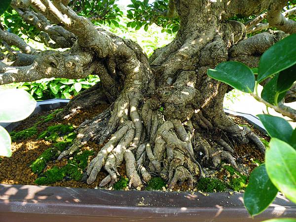 DSCF9415.JPG DSCF9415.JPG