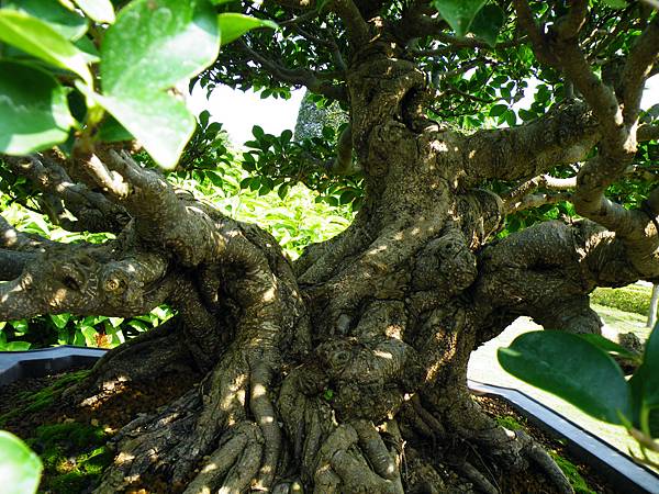 DSCF9416.JPG DSCF9416.JPG