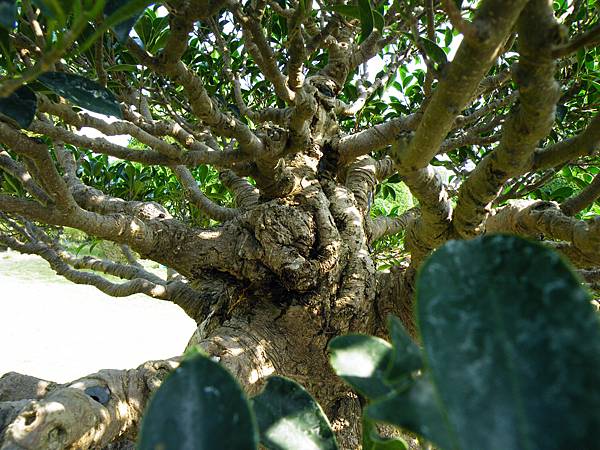 DSCF9424.JPG DSCF9424.JPG