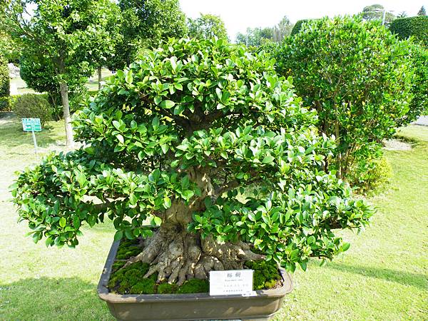 DSCF9429.JPG DSCF9429.JPG