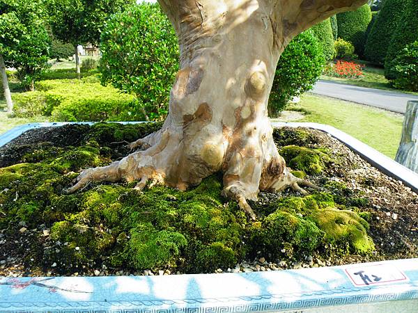 DSCF9431.JPG DSCF9431.JPG