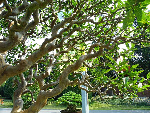 DSCF9435.JPG DSCF9435.JPG