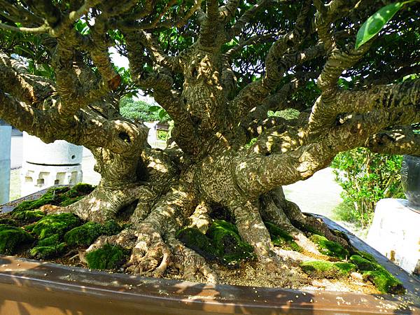 DSCF9438.JPG DSCF9438.JPG