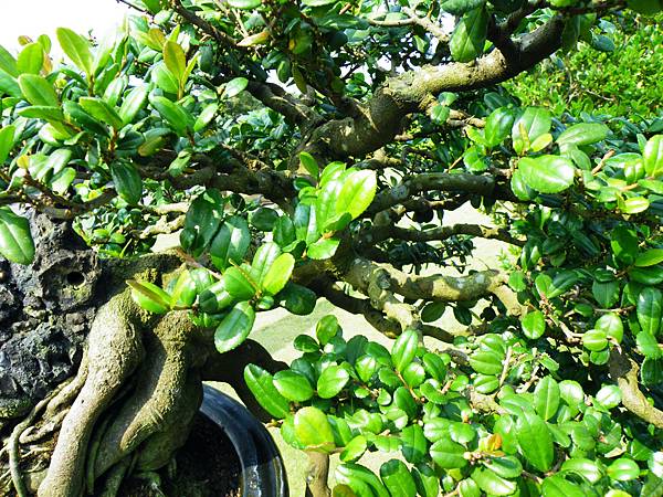 DSCF9442.JPG DSCF9442.JPG