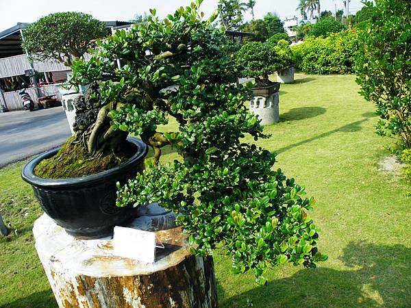 DSCF9443.JPG DSCF9443.JPG