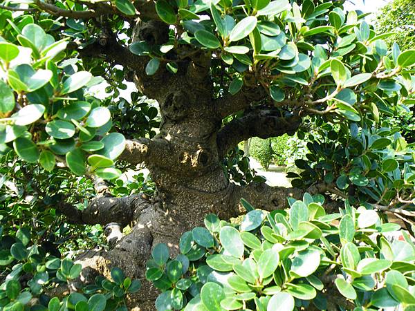 DSCF9447.JPG DSCF9447.JPG