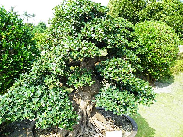 DSCF9448.JPG DSCF9448.JPG