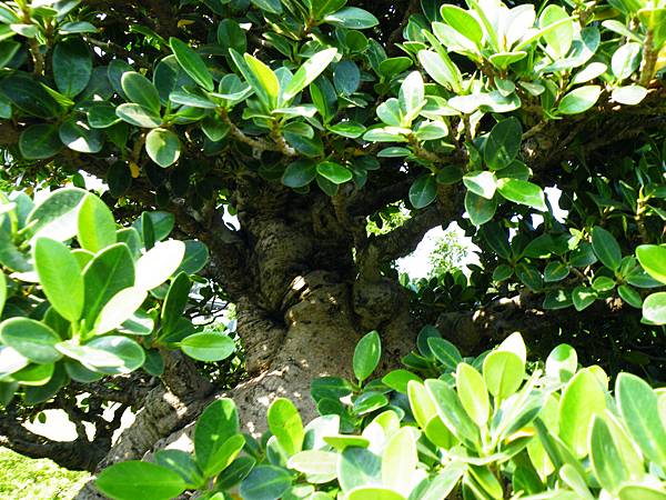 DSCF9452.JPG DSCF9452.JPG