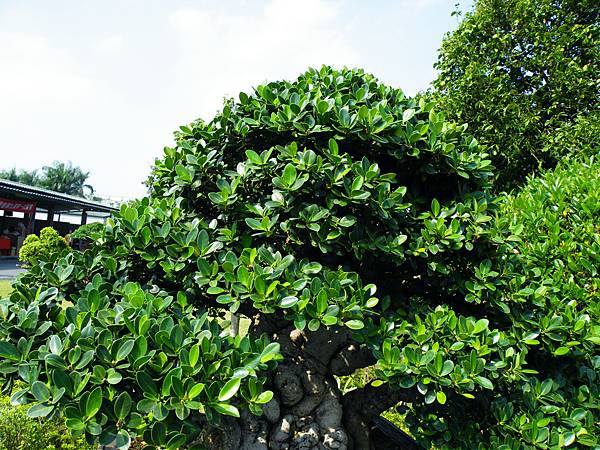 DSCF9453.JPG DSCF9453.JPG