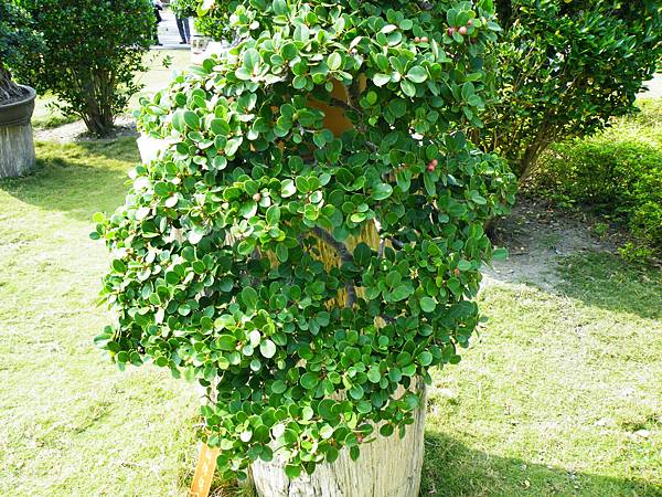 DSCF9457.JPG DSCF9457.JPG