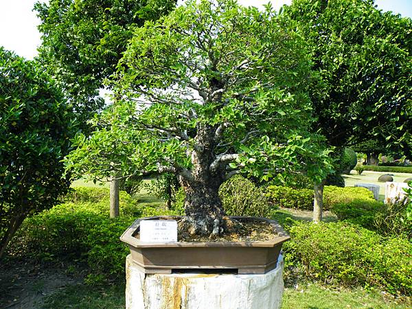 DSCF9458.JPG DSCF9458.JPG