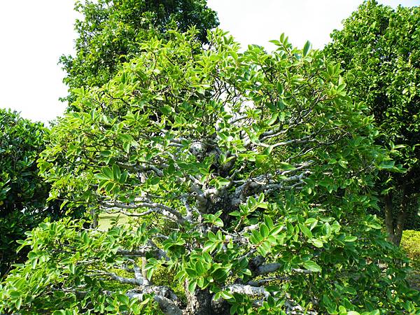 DSCF9462.JPG DSCF9462.JPG