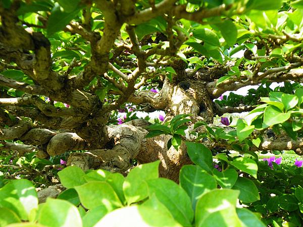 DSCF9466.JPG DSCF9466.JPG