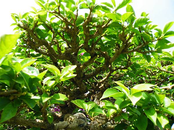 DSCF9467.JPG DSCF9467.JPG