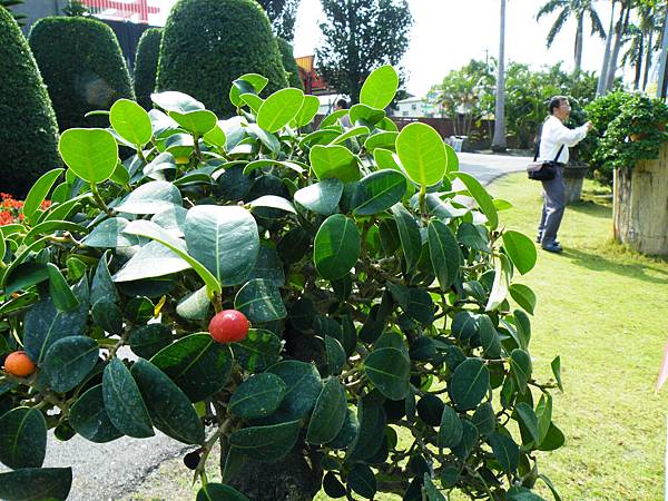 DSCF9471.JPG DSCF9471.JPG