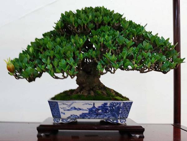 DSC_6880.jpg DSC_6880.jpg