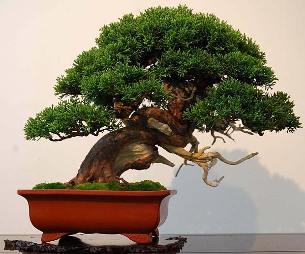 DSC_6931.jpg DSC_6931.jpg