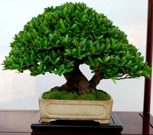 DSC_6939.jpg DSC_6939.jpg