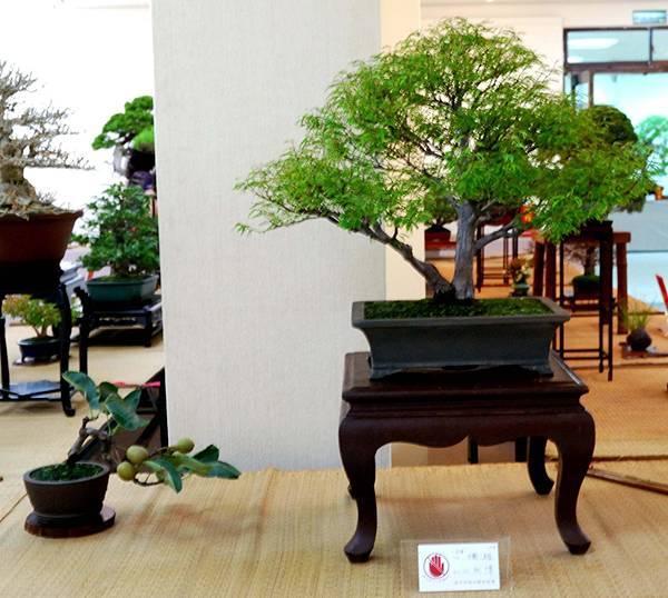 DSC_6955.jpg DSC_6955.jpg