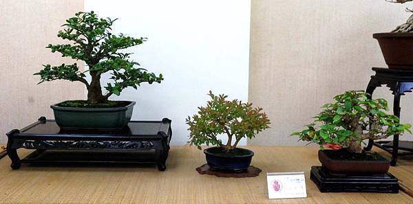 DSC_6959.jpg DSC_6959.jpg