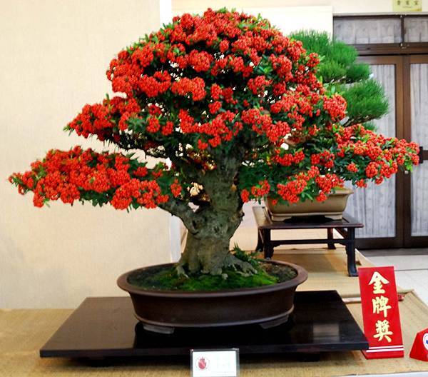 DSC_6981.jpg DSC_6981.jpg