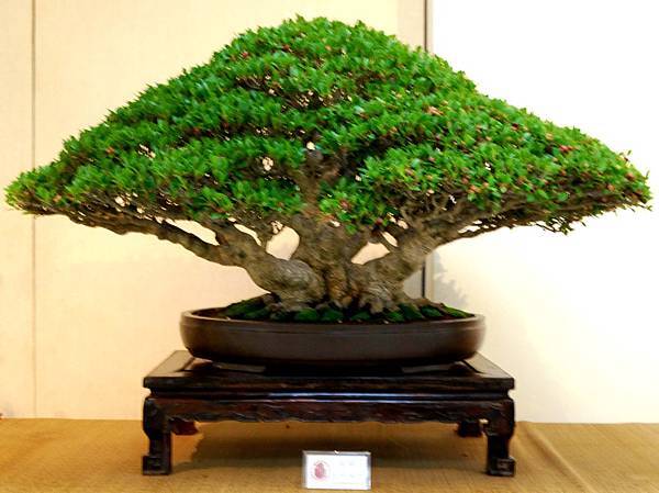 DSC_6991.jpg DSC_6991.jpg