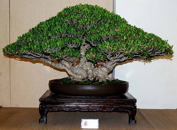 DSC_6992.jpg DSC_6992.jpg