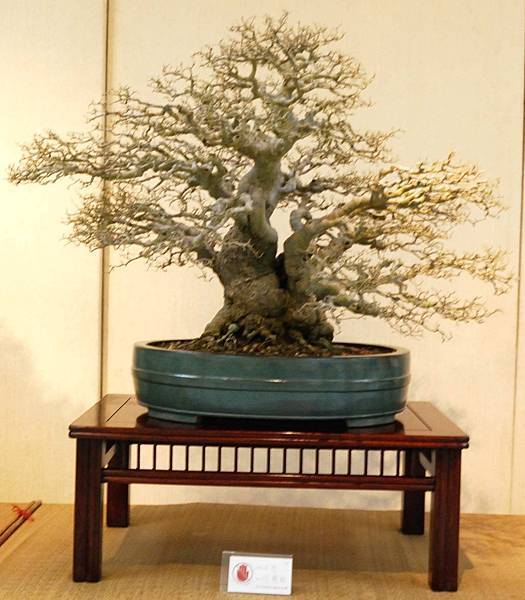 DSC_6993.jpg DSC_6993.jpg