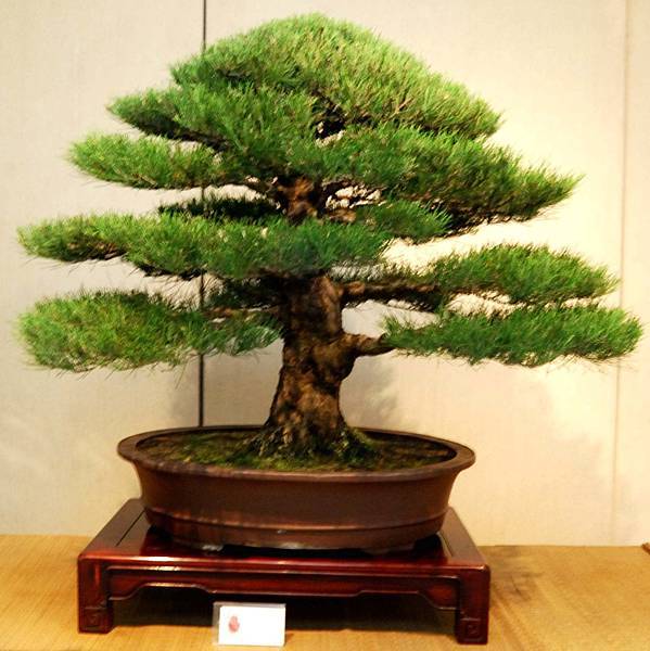 DSC_6996.jpg DSC_6996.jpg