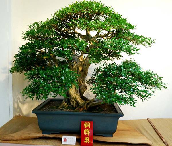 DSC_7004.jpg DSC_7004.jpg