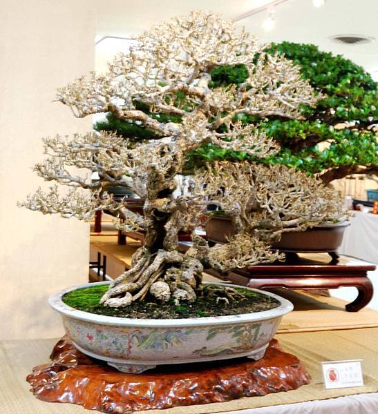 DSC_7002.jpg DSC_7002.jpg