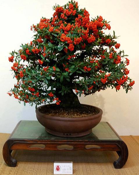 DSC_7006.jpg DSC_7006.jpg