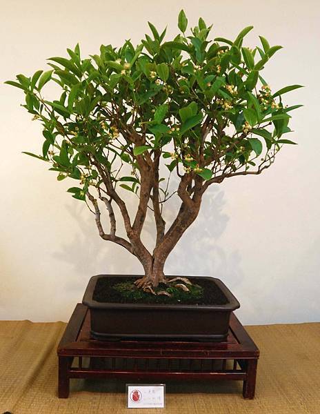 DSC_7008.jpg DSC_7008.jpg