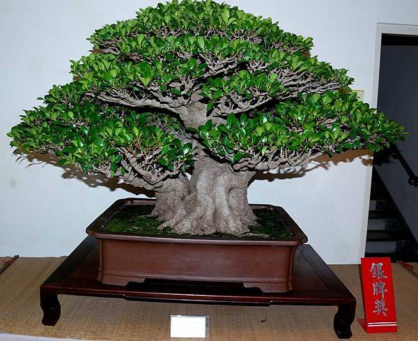 DSC_7013.jpg DSC_7013.jpg