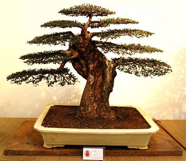 DSC_7020.jpg DSC_7020.jpg