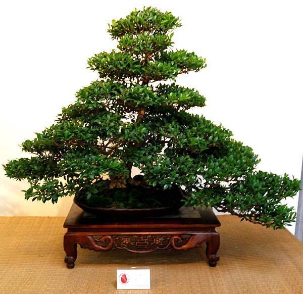 DSC_7025.jpg DSC_7025.jpg