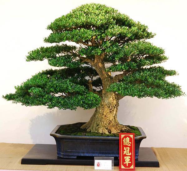 DSC_7034.jpg DSC_7034.jpg