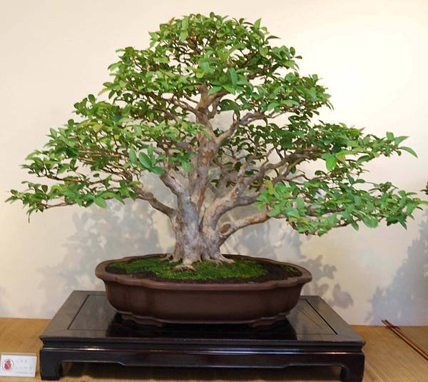 DSC_7032.jpg DSC_7032.jpg