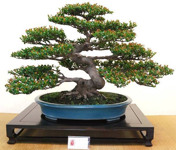 DSC_7046.jpg DSC_7046.jpg