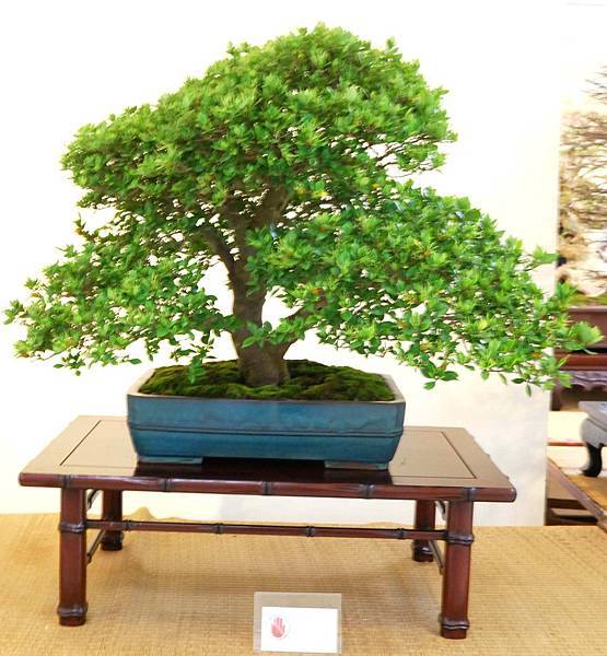 DSC_7054.jpg DSC_7054.jpg