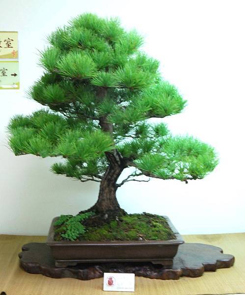 DSC_7079.jpg DSC_7079.jpg