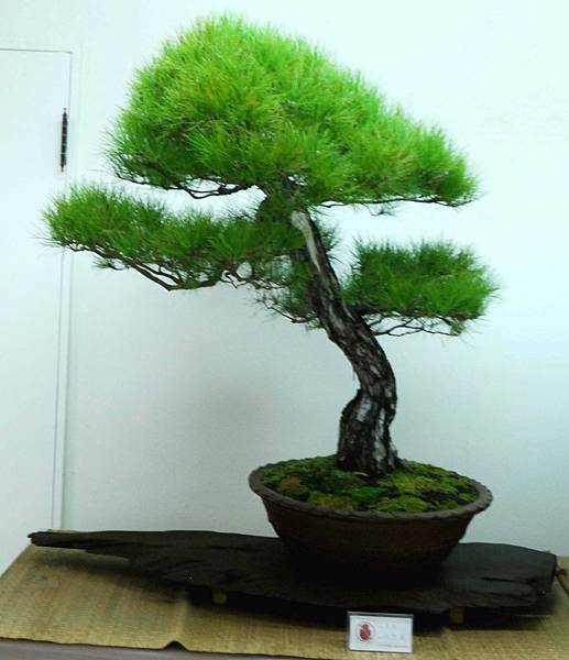 DSC_7117.jpg DSC_7117.jpg