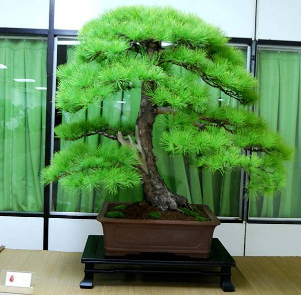 DSC_7132.jpg DSC_7132.jpg