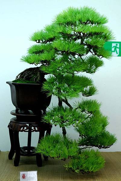 DSC_7126.jpg DSC_7126.jpg