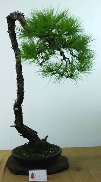 DSC_7138.jpg DSC_7138.jpg