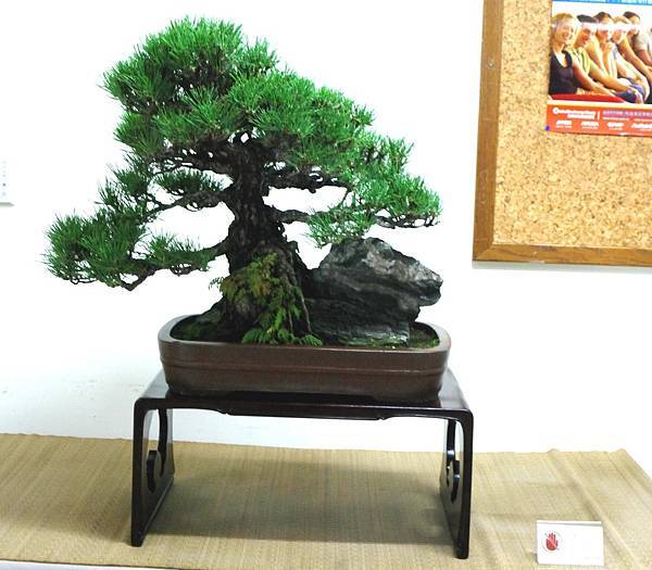 DSC_7135.jpg DSC_7135.jpg